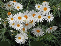 White Perennial Flower Seeds for Easy Planting