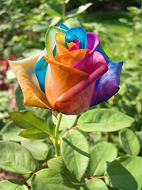 Brown Rainbow Potted Rose Flower Seeds for Planting Pollinator Friendly Heirloom & GMO Free Seeds for Home Garden
 
 Sale