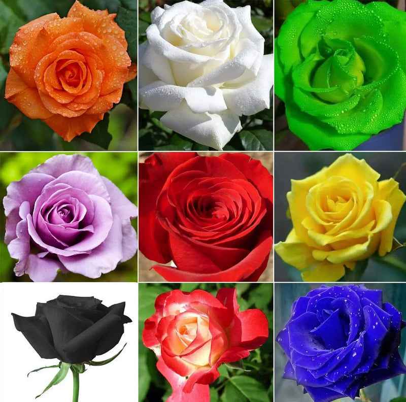 Rose Seeds Collection for Planting | Mixed Varieties