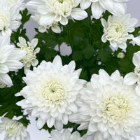 White Chrysanthemum or Quercifolia Flower seeds for Planting - Low Maintenance, Heirloom & GMO Free Seeds for Home Garden