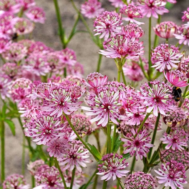 White Pink Astrantia Flower seeds for Planting - Cut Flower Favorite, Heirloom & GMO Free Seeds for Home Garden