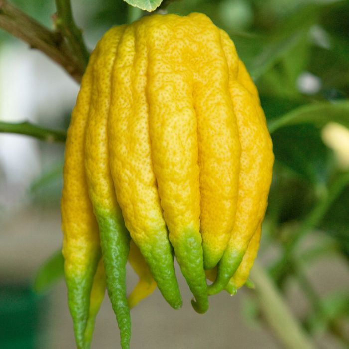 Buddha's Hand Flower seeds for Planting - Easy to Grow, Heirloom & GMO Free Seeds for Home Garden