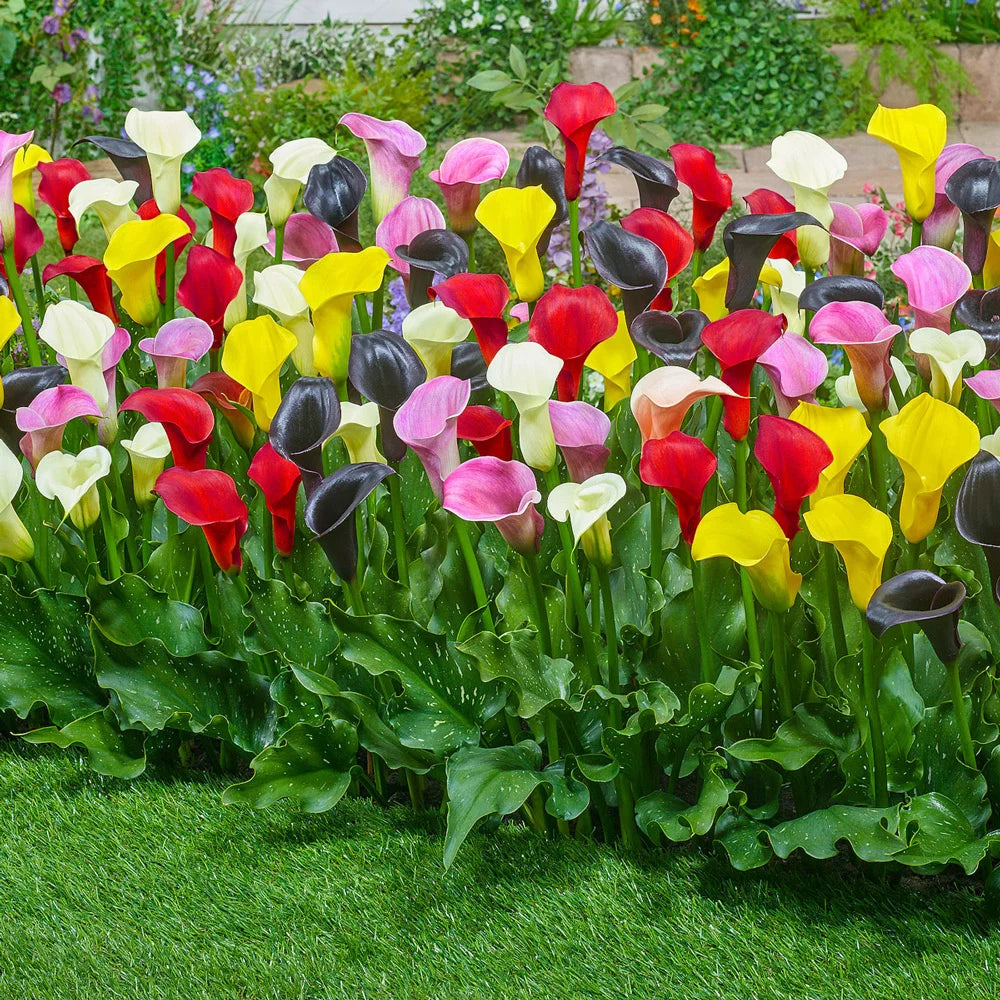 Mixed Calla Lily Flower seeds for Planting - Colorful Display, Heirloom & GMO Free Seeds for Home Garden