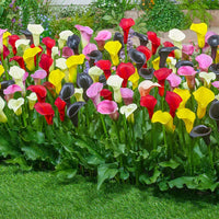 Mixed Calla Lily Flower seeds for Planting - Colorful Display, Heirloom & GMO Free Seeds for Home Garden