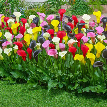 Mixed Calla Lily Flower seeds for Planting - Colorful Display, Heirloom & GMO Free Seeds for Home Garden