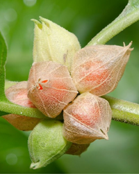 Green Ashwagandha Flower seeds for Planting - Wildflower Mix, Heirloom & GMO Free Seeds for Home Garden