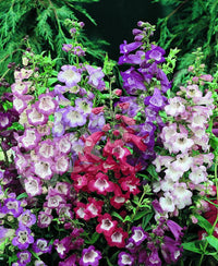 Mixed Penstemon Flower Seeds for Planting