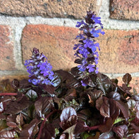 Ajuga Flower seeds for Planting Premium Quality Heirloom & GMO Free Seeds for Home Garden