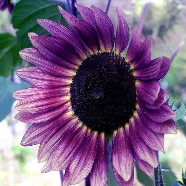 Cream Violet SunFlower seeds for Planting - Compact Growth, Heirloom & GMO Free Seeds for Home Garden