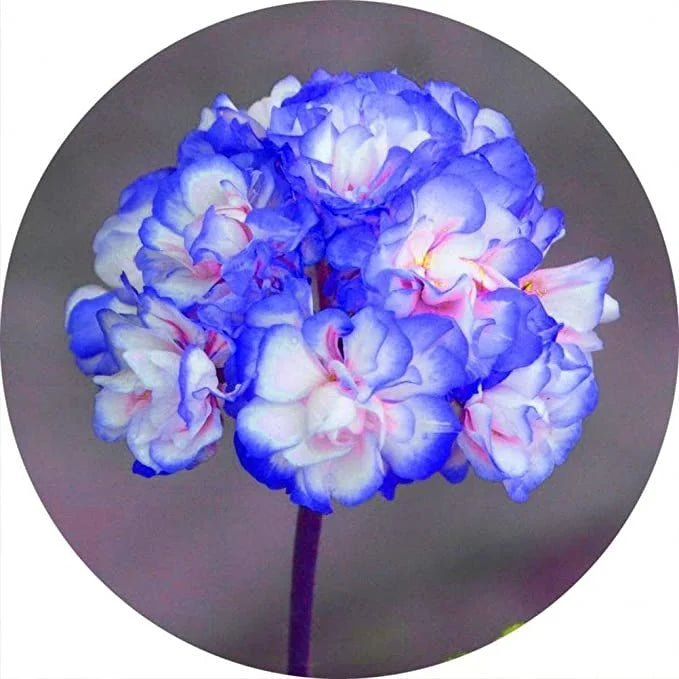 Blue White Pelargonium Flower seeds for Planting - Pollinator Friendly, Heirloom & GMO Free Seeds for Home Garden