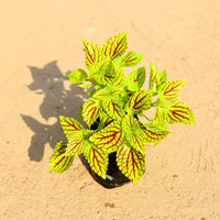 Green Coleus Flower seeds for Planting Seasonal Bloomer Heirloom & GMO Free Seeds for Home Garden