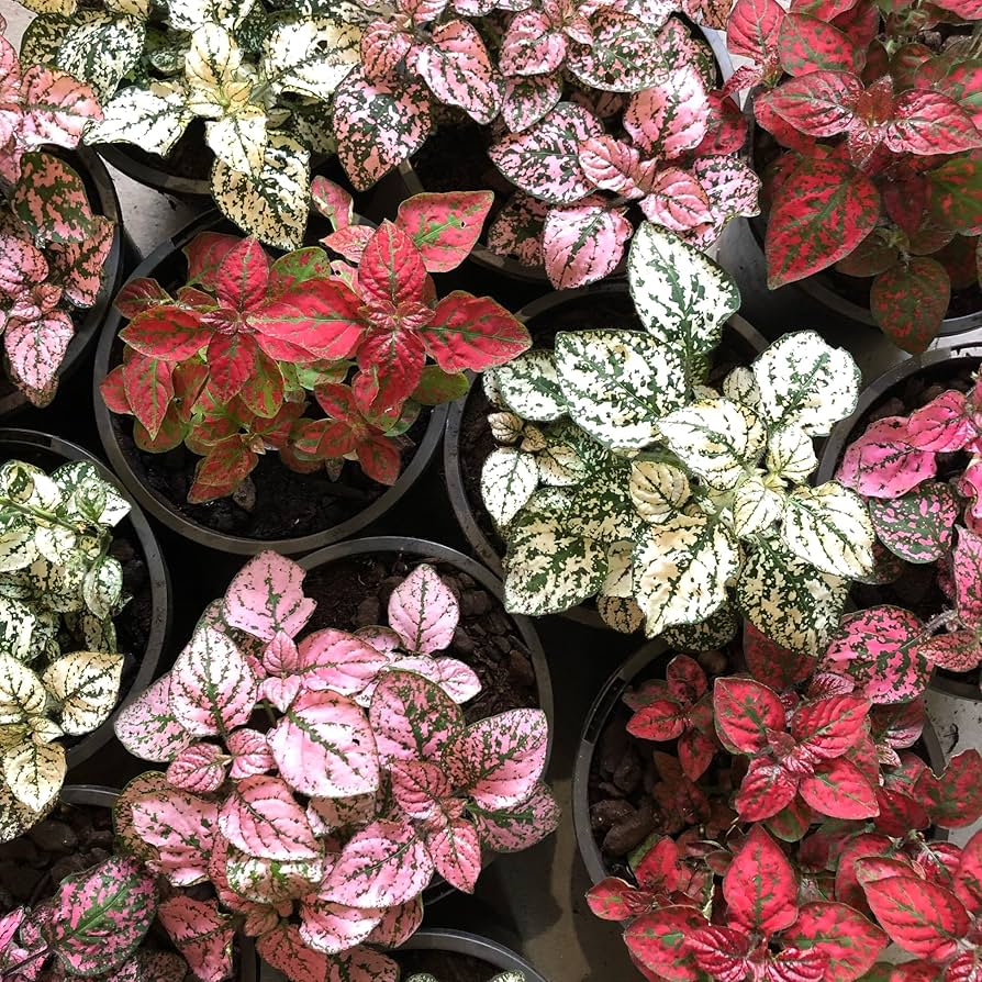Hypoestes Splash Pink Seeds for Planting Indoor Pots Shade Garden