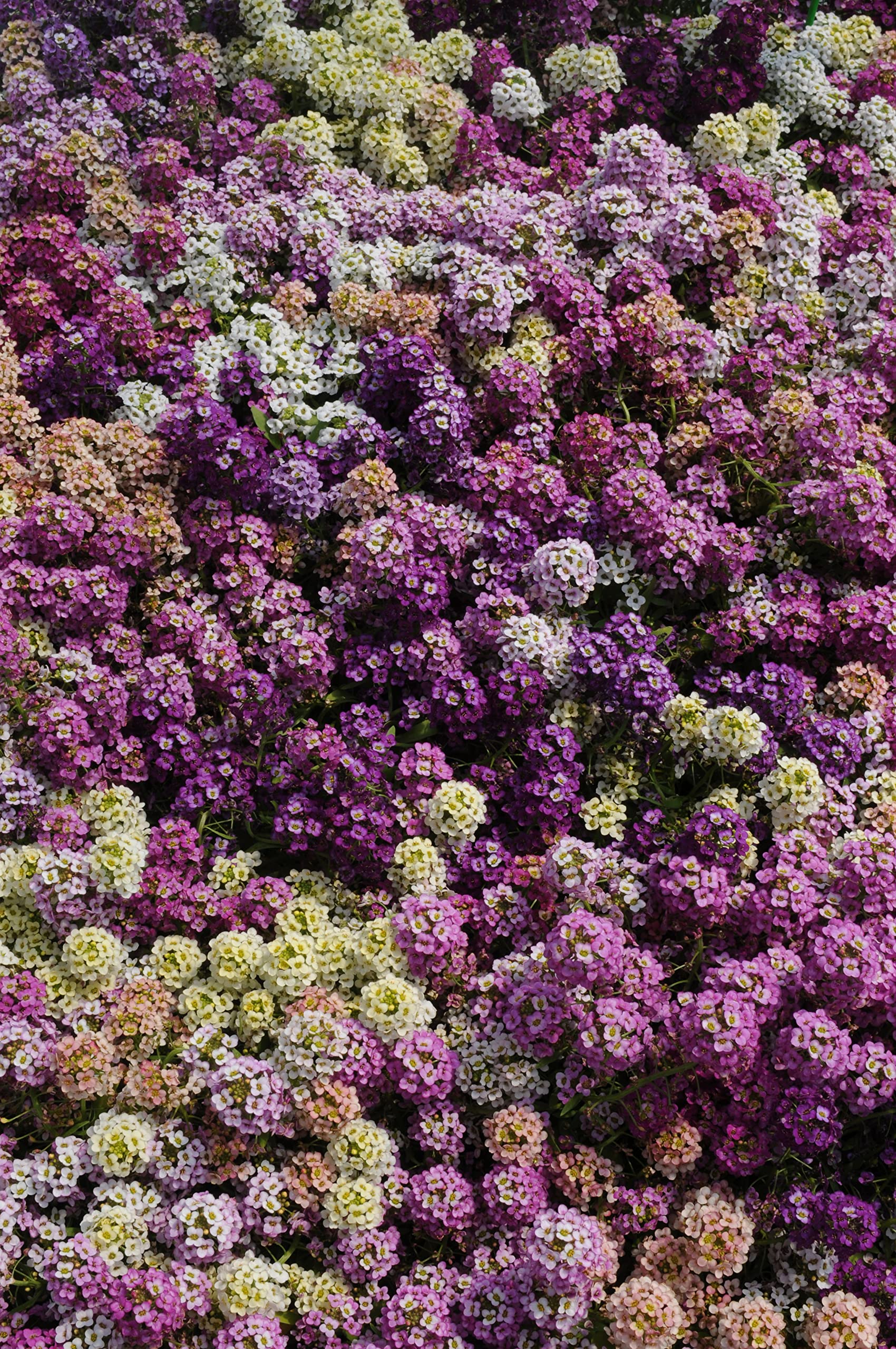 Alyssum Easter Bonnet Mix bonnet Flower seeds for Planting Pollinator Friendly Heirloom & GMO Free Seeds for Home Garden