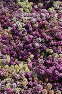 Alyssum Easter Bonnet Mix bonnet Flower seeds for Planting Pollinator Friendly Heirloom & GMO Free Seeds for Home Garden