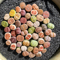 Stapelia Pulchella Seeds for Planting home garden flower bed