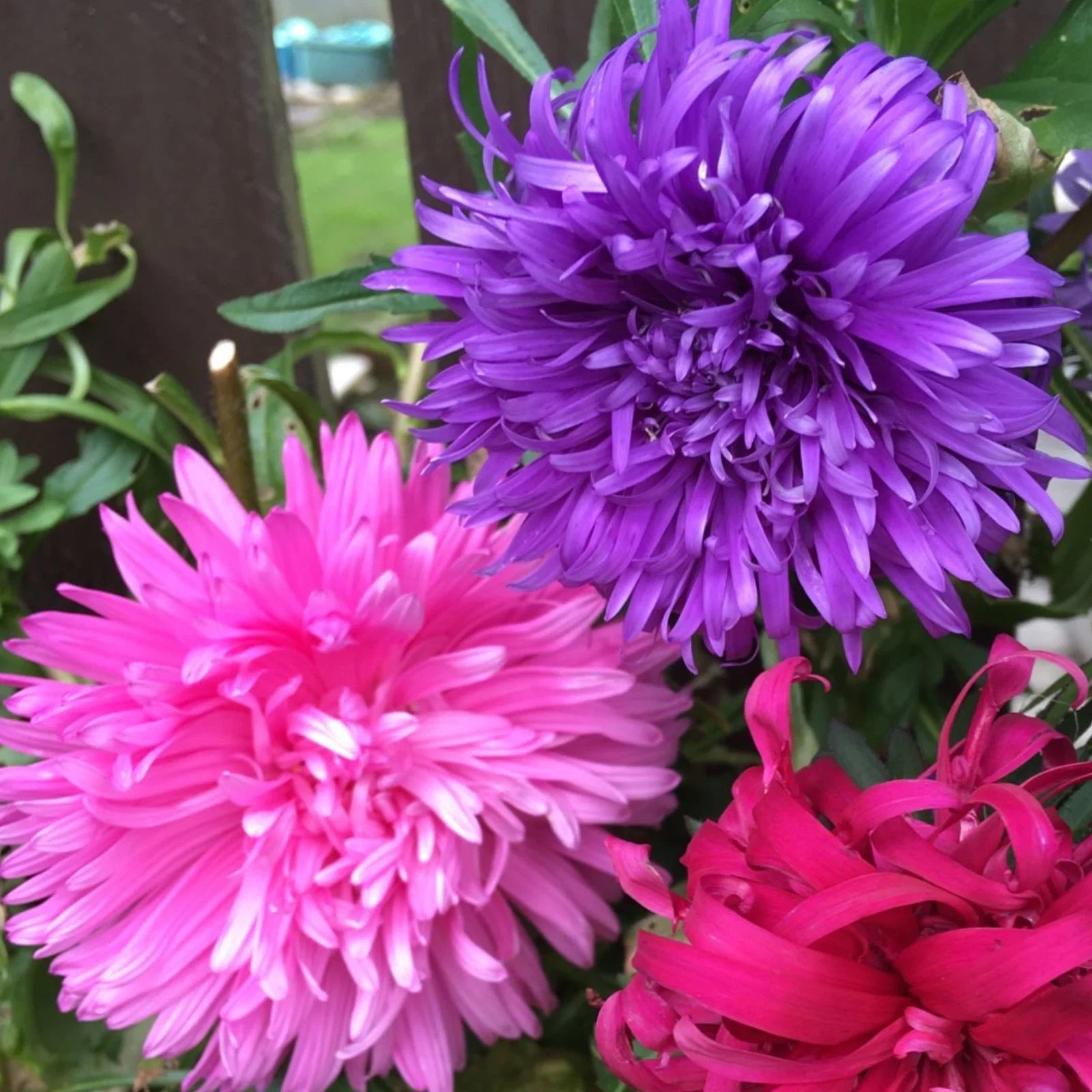 Ostrich Plume Aster Seeds – Cut Flower Mix Annual with Feathery Blooms