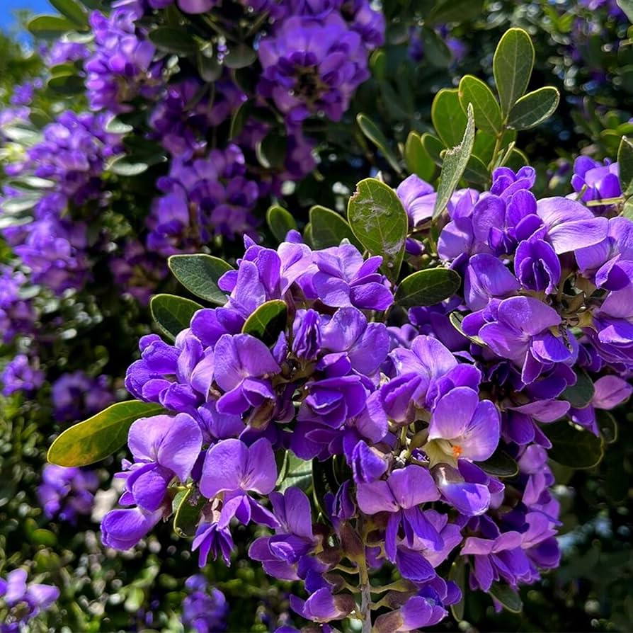 Heirloom Laurel Flower seeds for Planting Perfect for Borders Heirloom & GMO Free Seeds for Home Garden