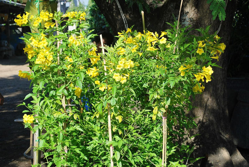 Yellow Flower Pot Flower seeds for Planting - Cut Flower Favorite, Heirloom & GMO Free Seeds for Home Garden
Sale seeds for home garden