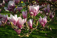 Light Pink Yulan Flower seeds for Planting - Vibrant Colors, Heirloom & GMO Free Seeds for Home Garden
 
 Sale seeds for home garden