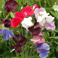 Odoratus Flower seeds for Planting - Drought Tolerant, Heirloom & GMO Free Seeds for Home Garden