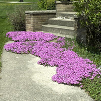 Creeping Thyme Seeds for Low-Growing, Fragrant Groundcover