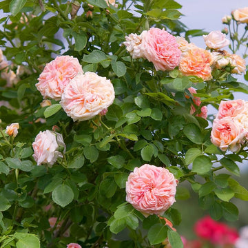 Pink Climbing Roses Flower seeds for Planting - Easy to Grow, Heirloom & GMO Free Seeds for Home Garden
 
 Sale seeds for planting in home garden
