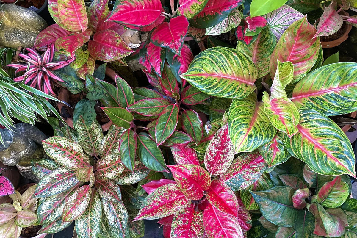 Aglaonema Flower seeds for Planting - Low Maintenance, Heirloom & GMO Free Seeds for Home Garden