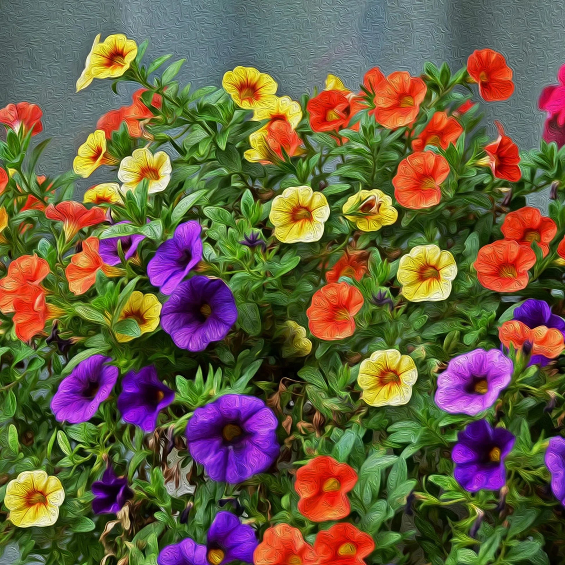 Calibrachoa Flower seeds for Planting Vibrant Colors Heirloom & GMO Free Seeds for Home Garden 
 
 Sale