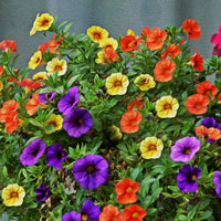 Calibrachoa Flower seeds for Planting Vibrant Colors Heirloom & GMO Free Seeds for Home Garden 
 
 Sale