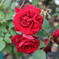 Pink Red Climbing Rose Flower seeds for Planting Garden Favorite Heirloom & GMO Free Seeds for Home Garden