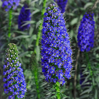 Purple Madeira Flower Seeds for Planting - Vibrant Blooms