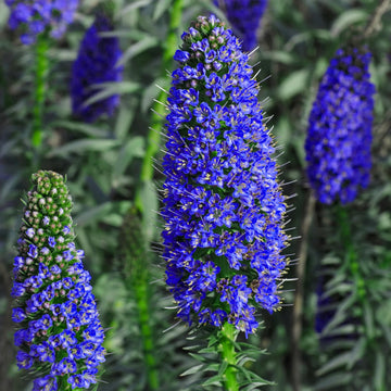 Madeira Flower seeds for Planting - Seasonal Bloomer, Heirloom & GMO Free Seeds for Home Garden