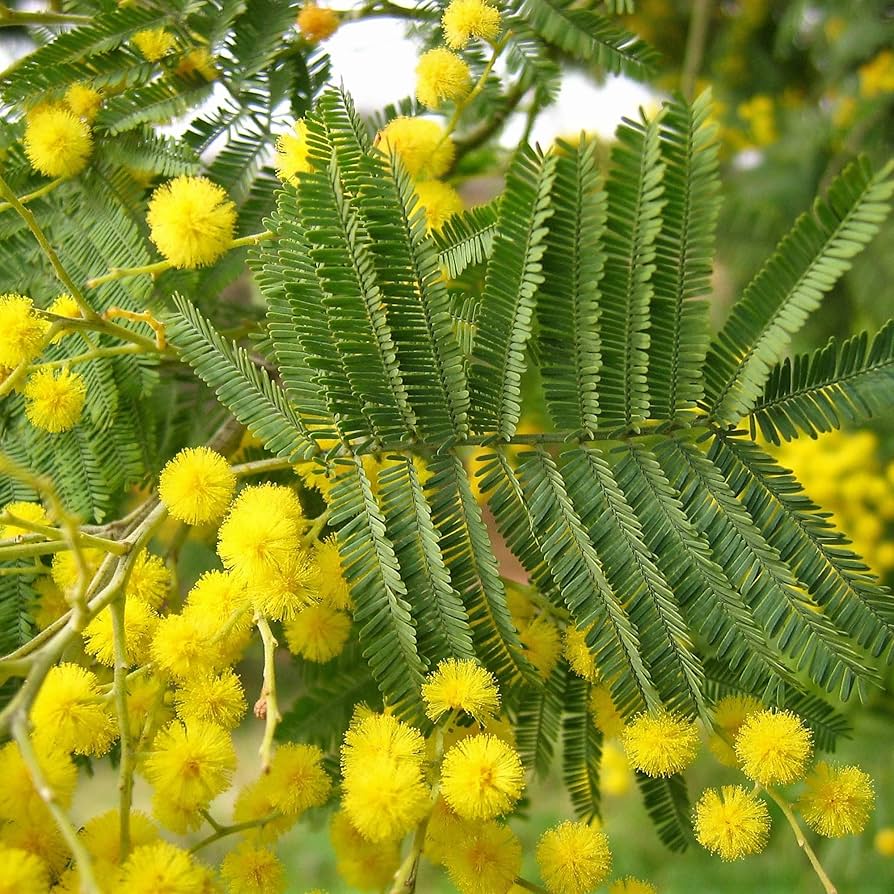 Dealbata Mimosa Flower seeds for Planting Perfect for Borders Heirloom & GMO Free Seeds for Home Garden