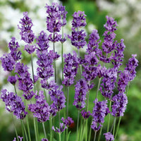 Lavender Munstead Flower seeds for Planting Low Maintenance Heirloom & GMO Free Seeds for Home Garden