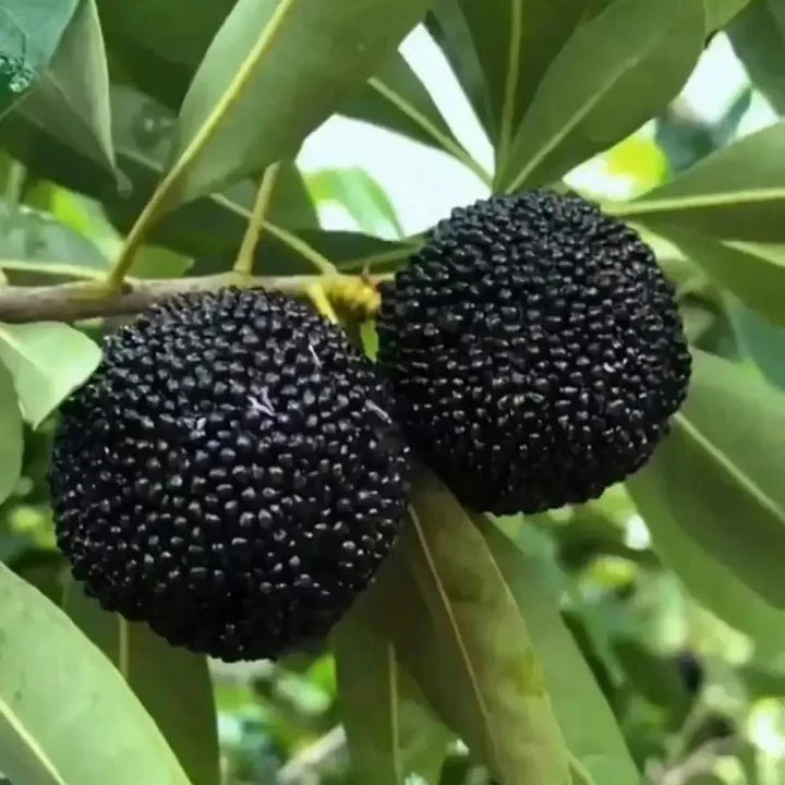 Black Myrica Rubra Seeds for Planting | Premium Fruit Seeds