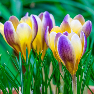 Violet Yellow Crocus Flower seeds for Planting - Shade Tolerant, Heirloom & GMO Free Seeds for Home Garden