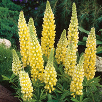 Yellow Lupine Flower seeds for Planting Hardy Variety Heirloom & GMO Free Seeds for Home Garden