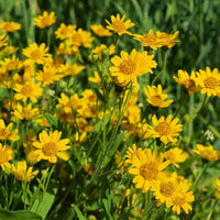 Arnica Montana Flower seeds for Planting - Wildflower Mix, Heirloom & GMO Free Seeds for Home Garden
 
 Sale for planting in home garden