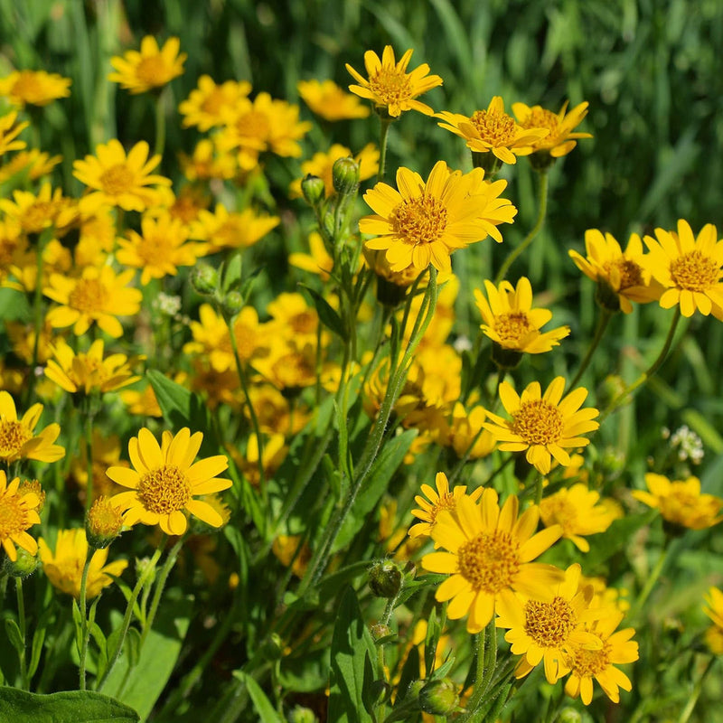Arnica Montana Flower seeds for Planting - Wildflower Mix, Heirloom & GMO Free Seeds for Home Garden
 
 Sale for planting in home garden