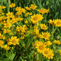 Heirloom Chlorophytum Flower seeds for Planting Cut Flower Favorite Heirloom & GMO Free Seeds for Home Garden