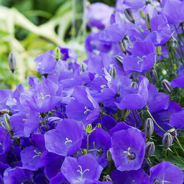 Bellflower Campanula Carpatica Seeds for planting in rock garden