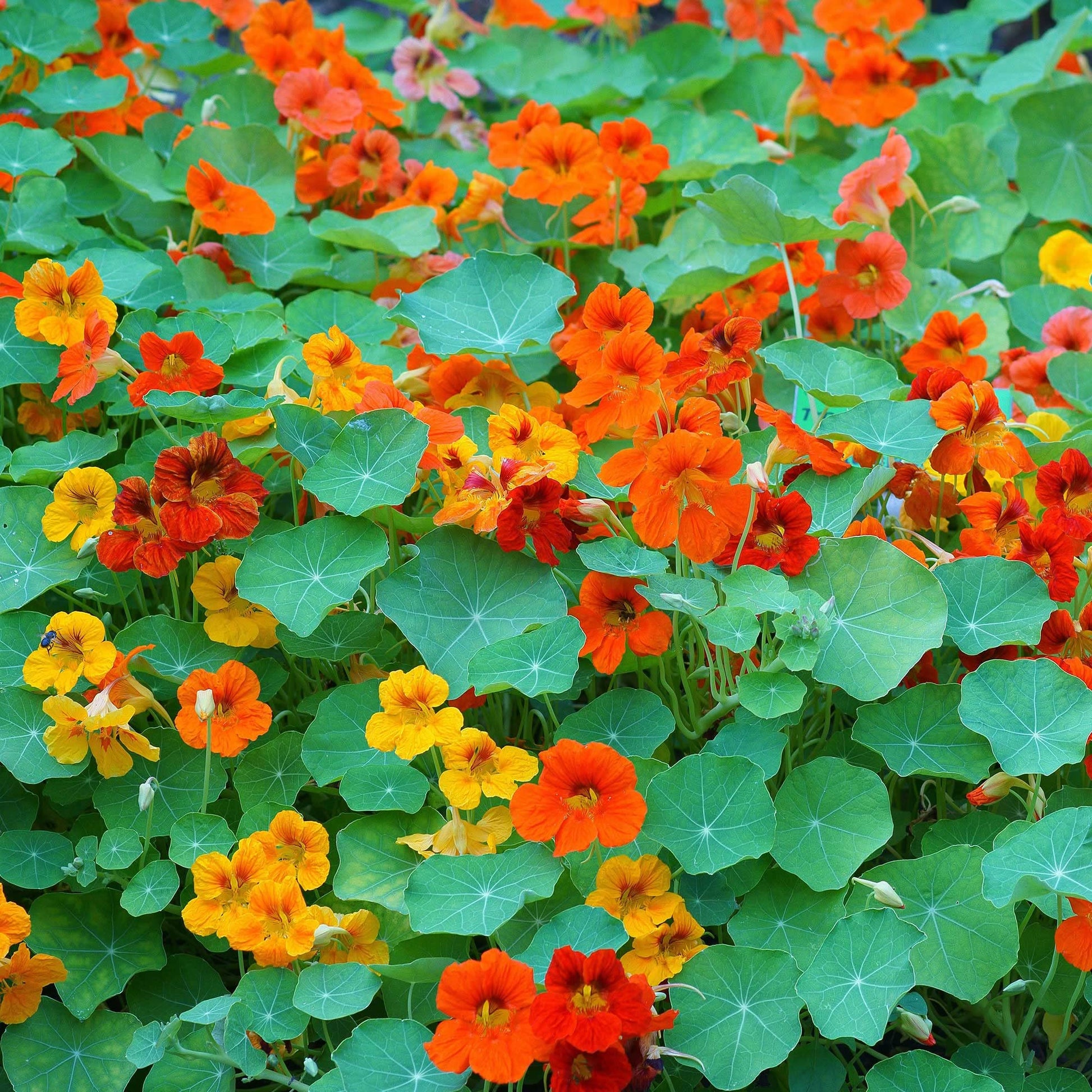 Nasturtium Flower seeds for Planting - Perfect for Borders, Heirloom & GMO Free Seeds for Home Garden