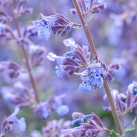 Nepeta Racemosa Flower seeds for Planting - Shade Tolerant, Heirloom & GMO Free Seeds for Home Garden