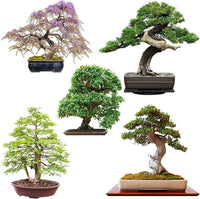 Multi Simsii Bonsai Seeds for Planting Low Maintenance Heirloom & GMO Free Seeds for Home Garden
 
 Sale