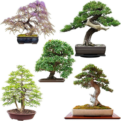 100 Pcs