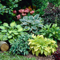 Hosta Coleus Flower seeds for Planting - Compact Growth, Heirloom & GMO Free Seeds for Home Garden
 
 Sale for planting in home garden.