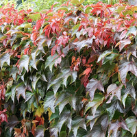 Boston Ivy Vine Virginia Creeper Parthenocissus tricuspidata Climbing Seeds Flower seeds for Planting - Bright Blooms, Heirloom & GMO Free Seeds for Home Garden