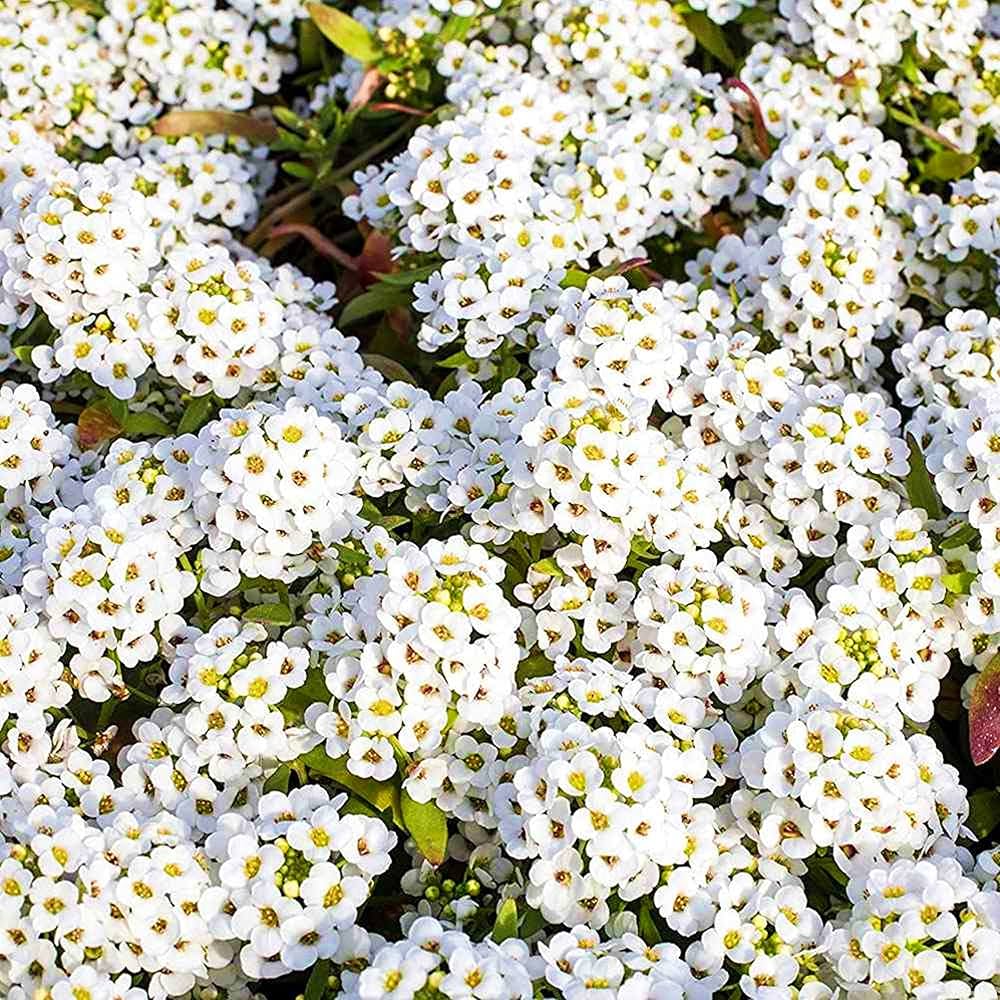 Alyssum Aphrodite White Flower Seeds for Planting in Borders or Pots