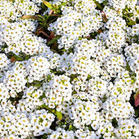 Alyssum Lobularia Maritima Flower Seeds