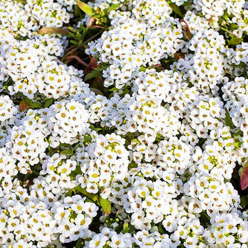 Tiny (Tiny Tim) seeds for planting in home garden